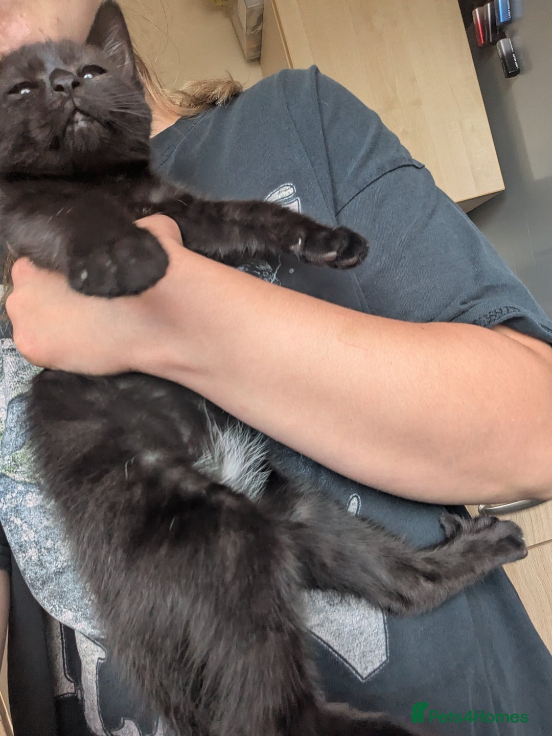 British Longhair cats for sale: 2 mixed British long hair boys - Image 4