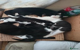 Mixed Breed cats for sale: 4 kittens left (microchipped) - Image 5
