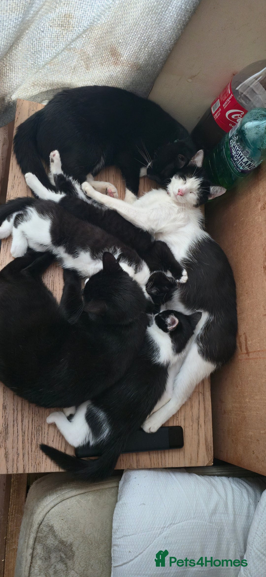 Mixed Breed cats for sale: 4 kittens left (microchipped) - Image 5