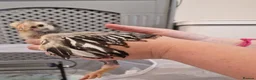 Chickens poultry for sale: Silver laced wyandotte bantam chicks - Advert 3