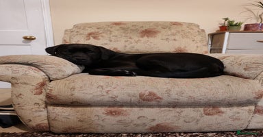 Mixed Breed dogs for sale in Norwich - Advert 8
