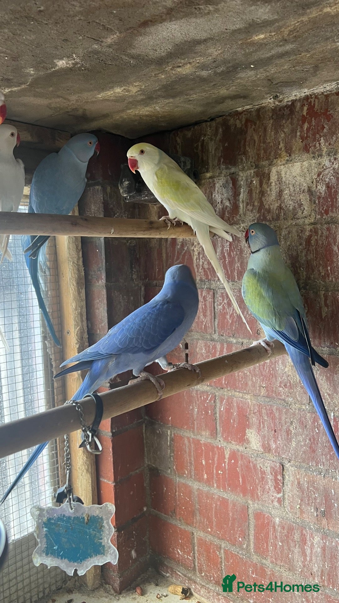 Mixed Breed birds Birds for sale *read description*  - Advert 2