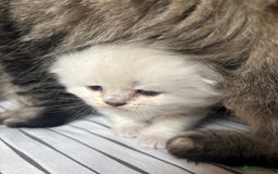 Scottish Fold cats for sale: 🌟🌟🌟🌟🌟Pedigree Scottish Fold Kittens - Image 17