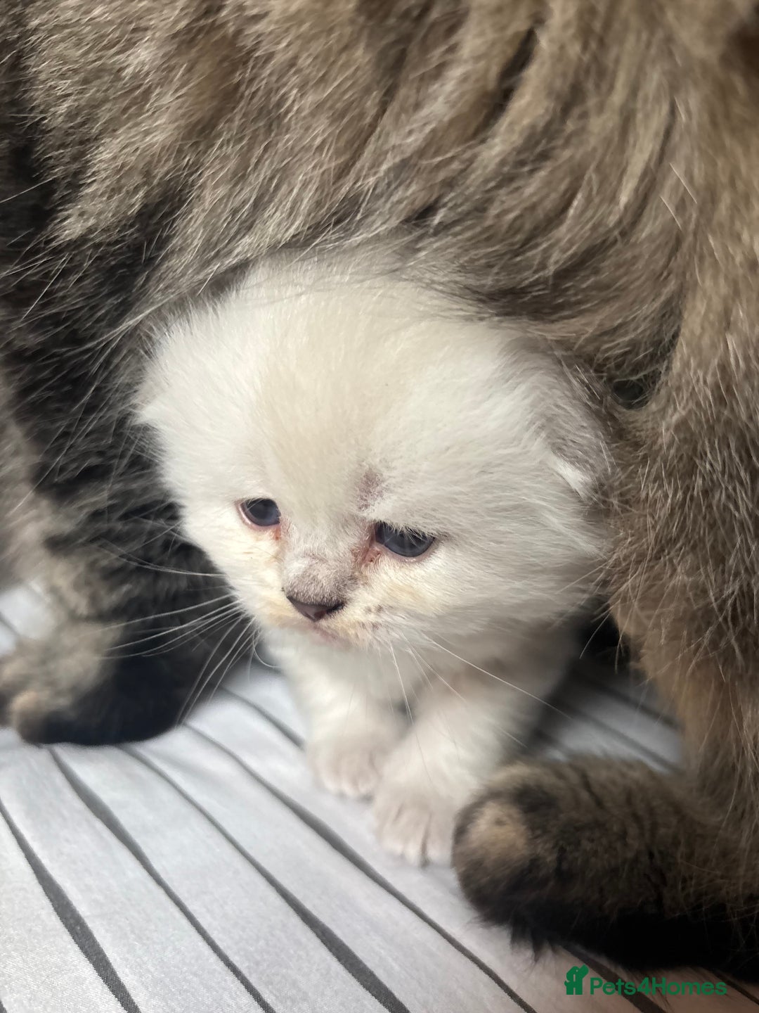 Scottish Fold cats for sale: 🌟🌟🌟🌟🌟Pedigree Scottish Fold Kittens - Image 17