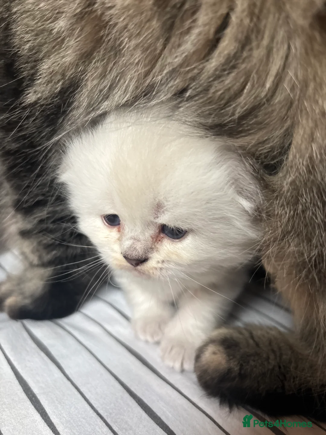 Scottish Fold cats for sale: 🌟🌟🌟🌟🌟Pedigree Scottish Fold Kittens - Advert 4