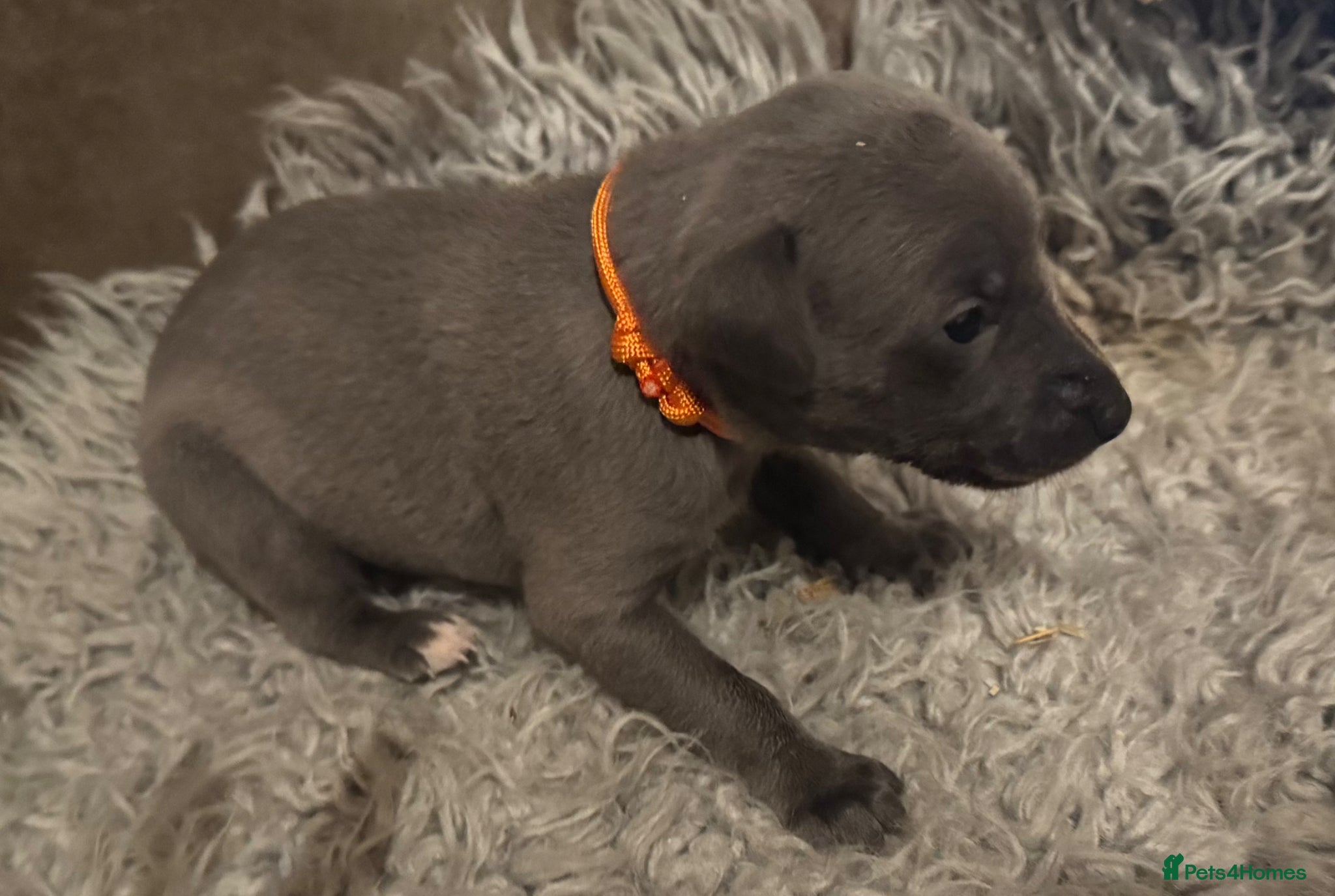 Whippet dogs for sale: 💙 Stunning KC Registered Blue Whippet Puppies  - Advert 12