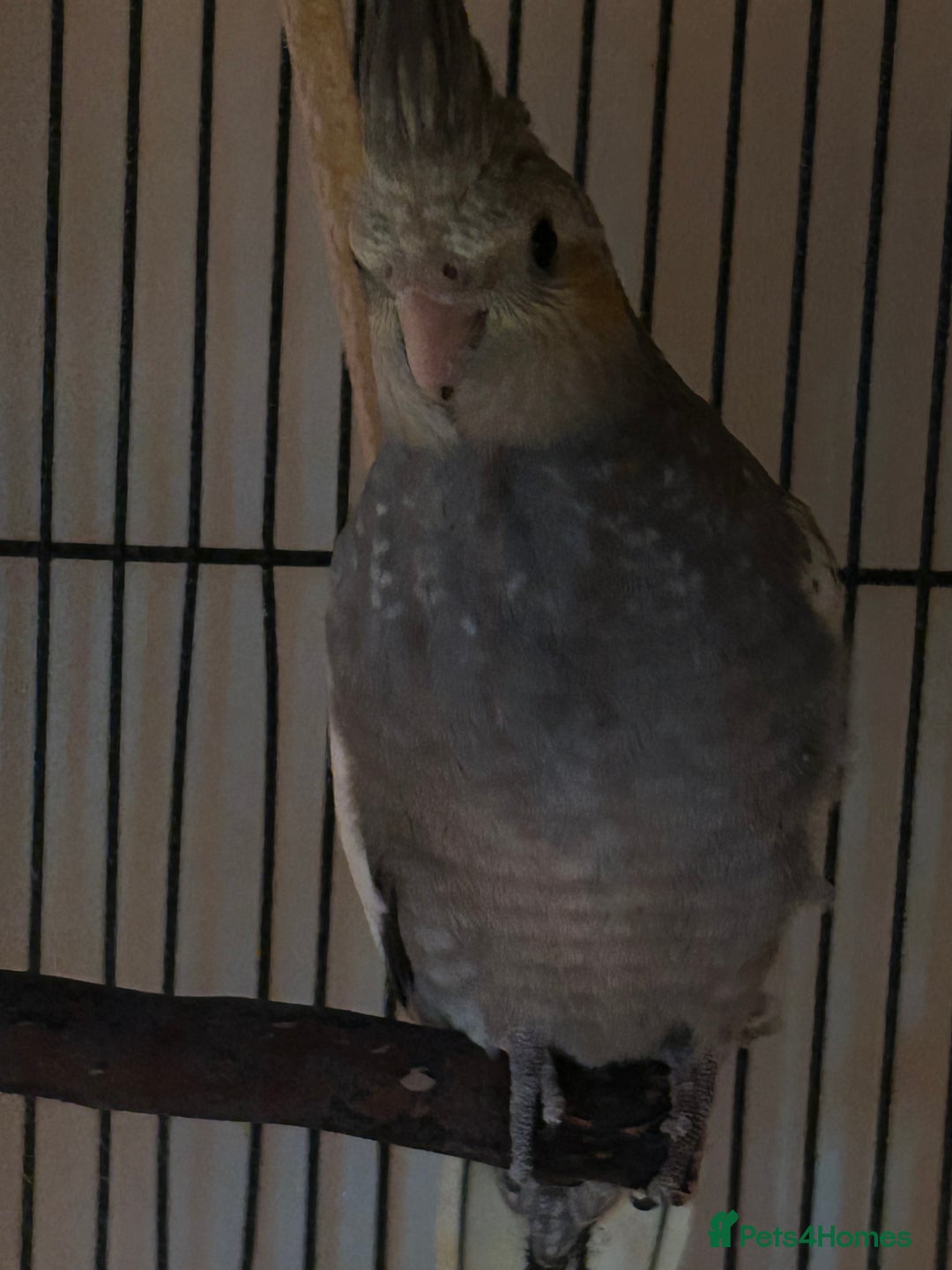 Cockatiels birds for sale: Young cockatiel for sale  - Advert 3