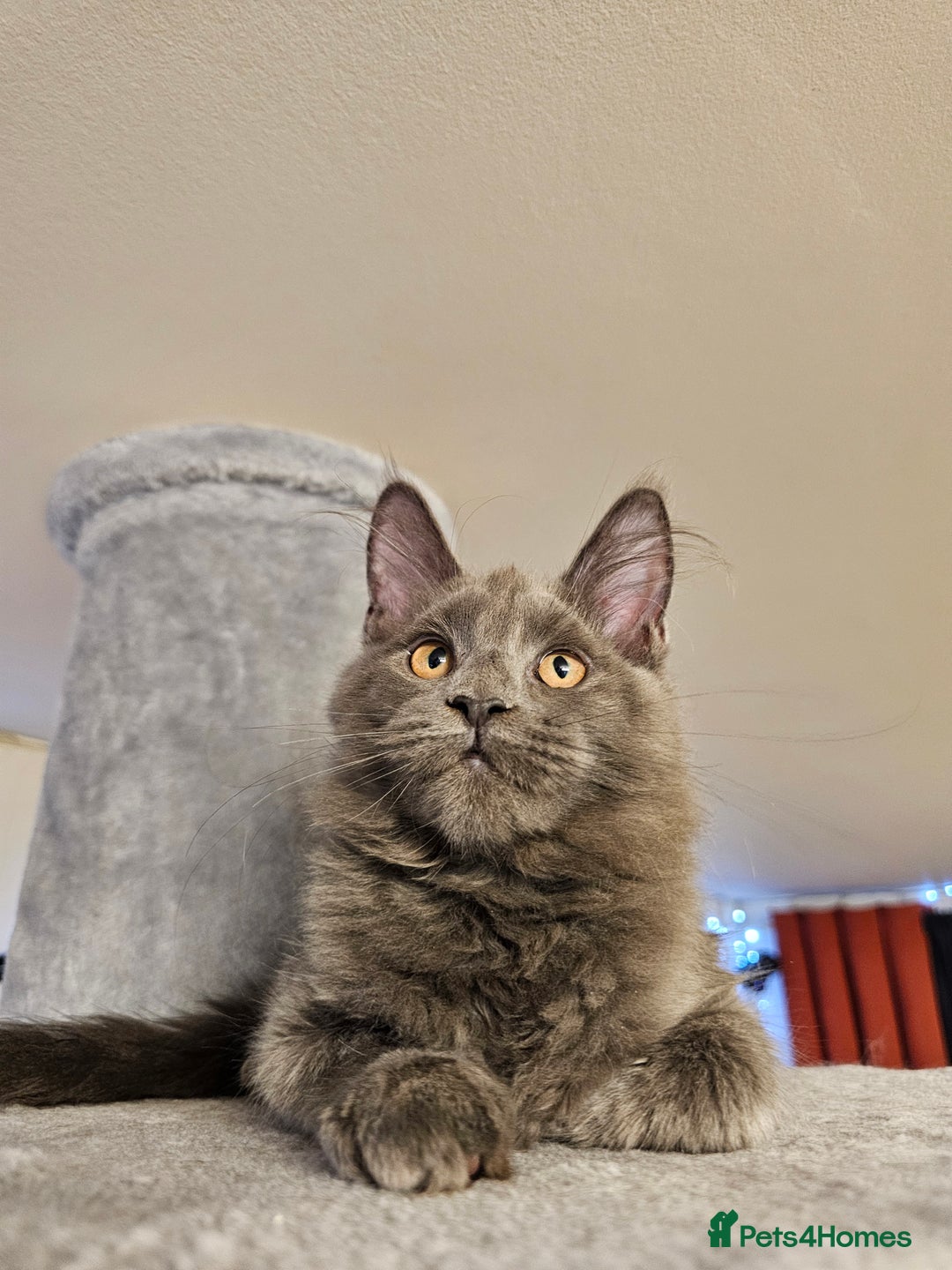 Maine Coon cats for sale: 🔥*STUNNING Litter of 6 Solid*💎*Blue Maine Coon💎 - Advert 17