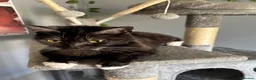 British Shorthair cats for sale: Female British short haired/ tabby cat - Advert 2