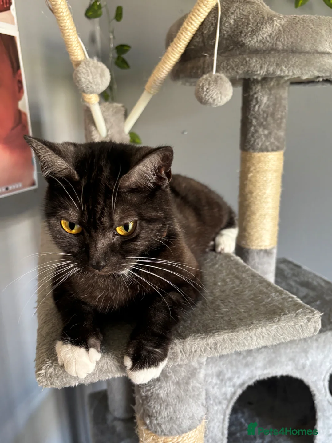 British Shorthair cats for sale: Female British short haired/ tabby cat - Advert 2