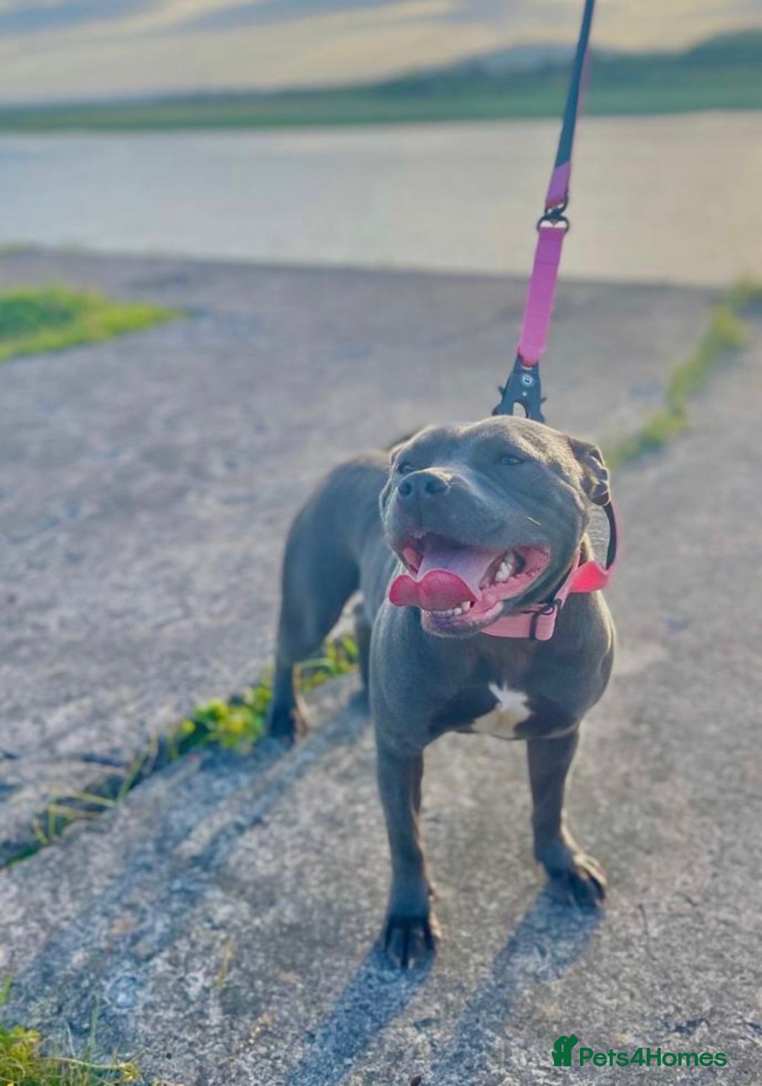 Staffordshire Bull Terrier dogs for sale: Blue Staffordshire Bull Terrier Champion Pups - Image 16