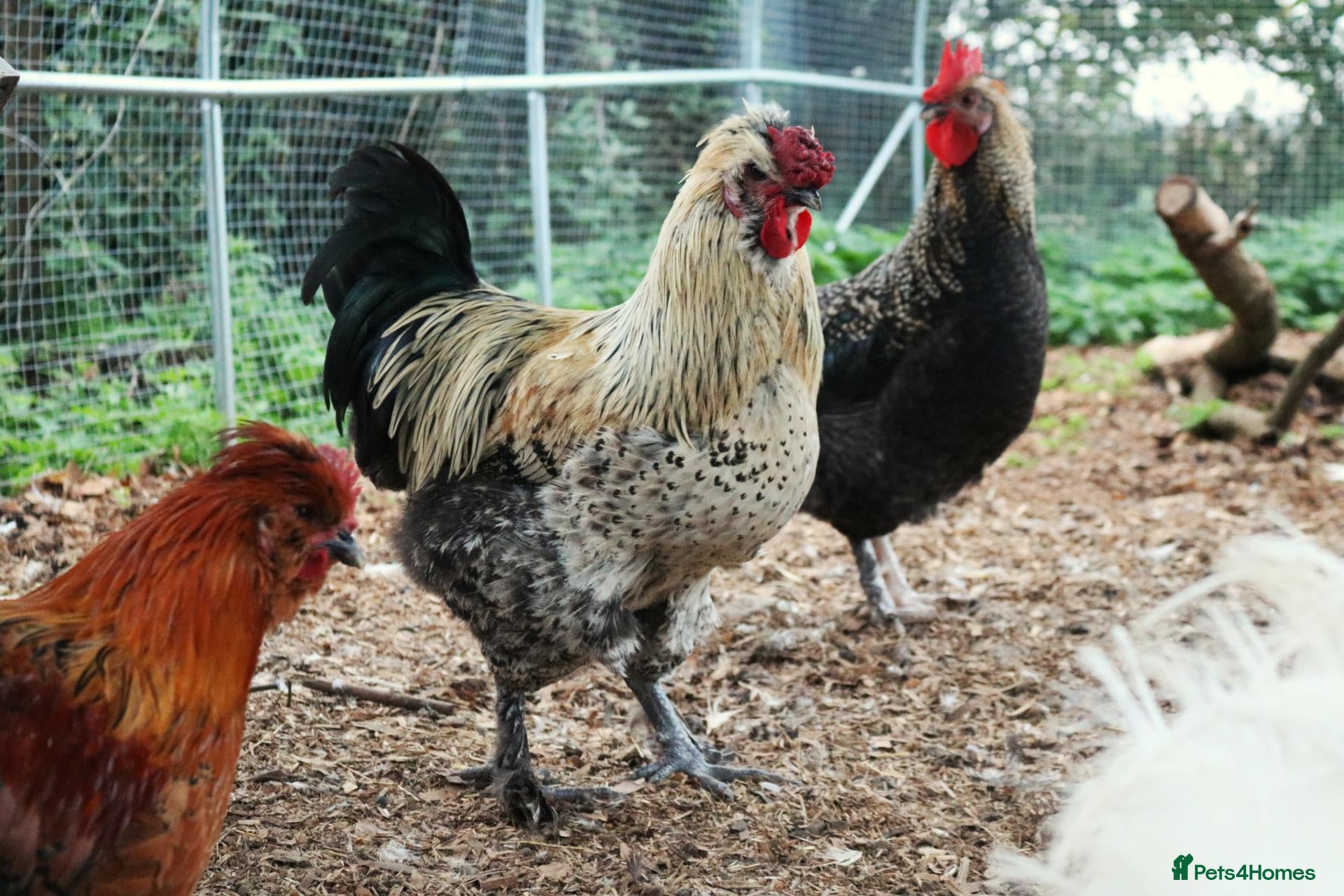 Chickens poultry Pure Silkie and mixed cockerels - Advert 1