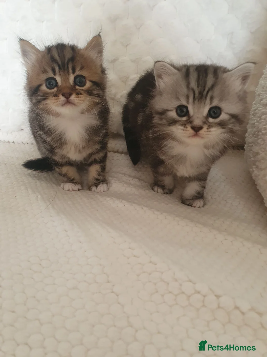 Mixed Breed cats for sale: 2 Cheeky Little Kittens - Advert 2