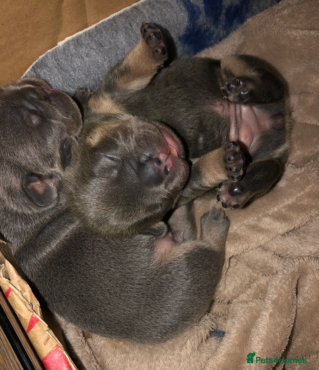 French Bulldog dogs for stud: 🇫🇷 French Bulldog For Stud  🇫🇷 in Croydon - Advert 12