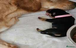 Mixed Breed dogs for sale: Puppies for sale  - Image 17