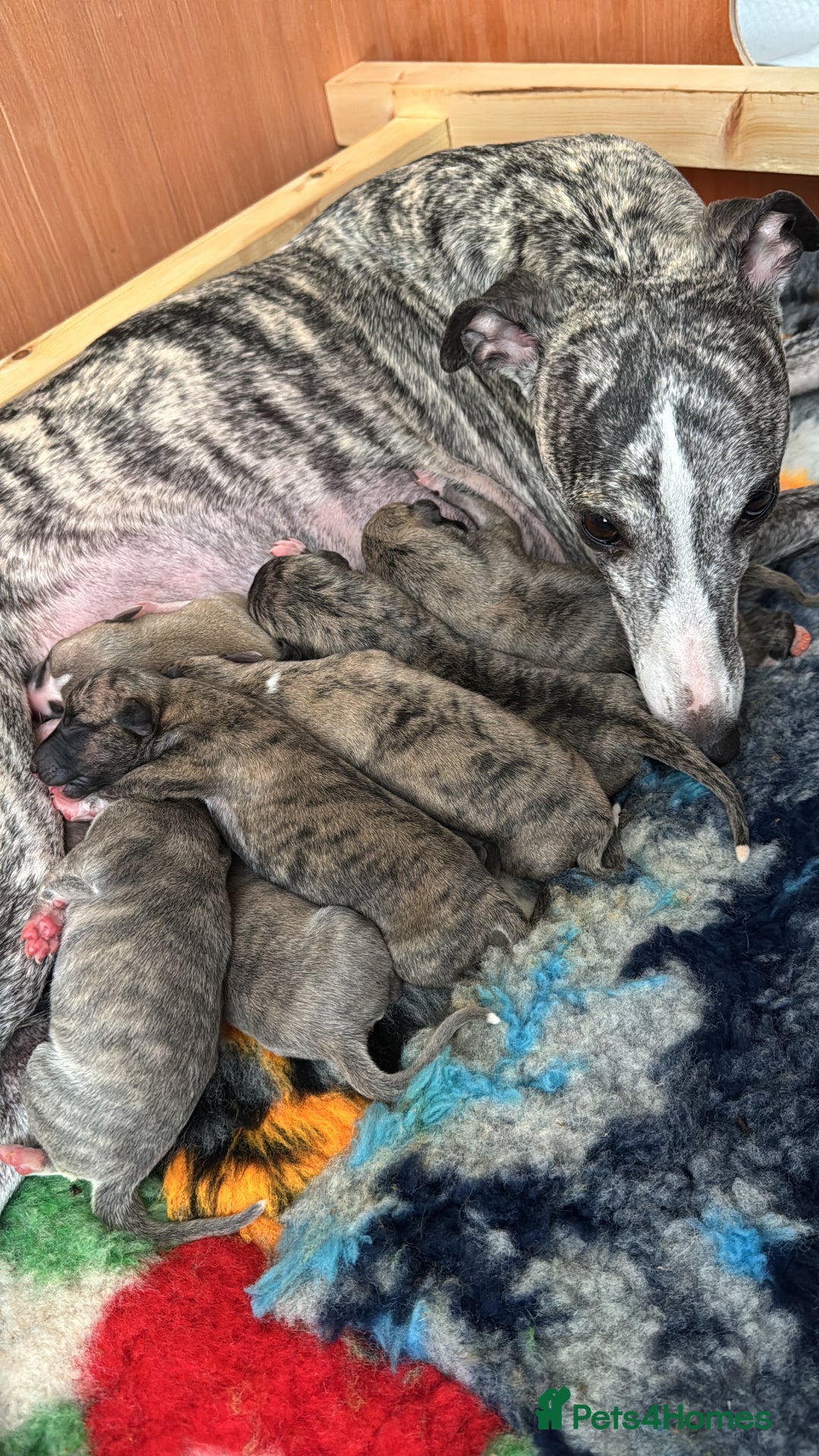 Whippet dogs for sale: The Nature Litter 🌿 - Advert 5