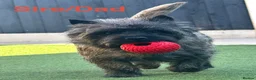 Cairn Terrier dogs for sale: KC reg pups off Health Tested lines, avail 1st Aug - Advert 5