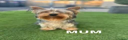 Yorkshire Terrier dogs for sale: KC registered pedigree Yorkshire Terrier - Advert 11