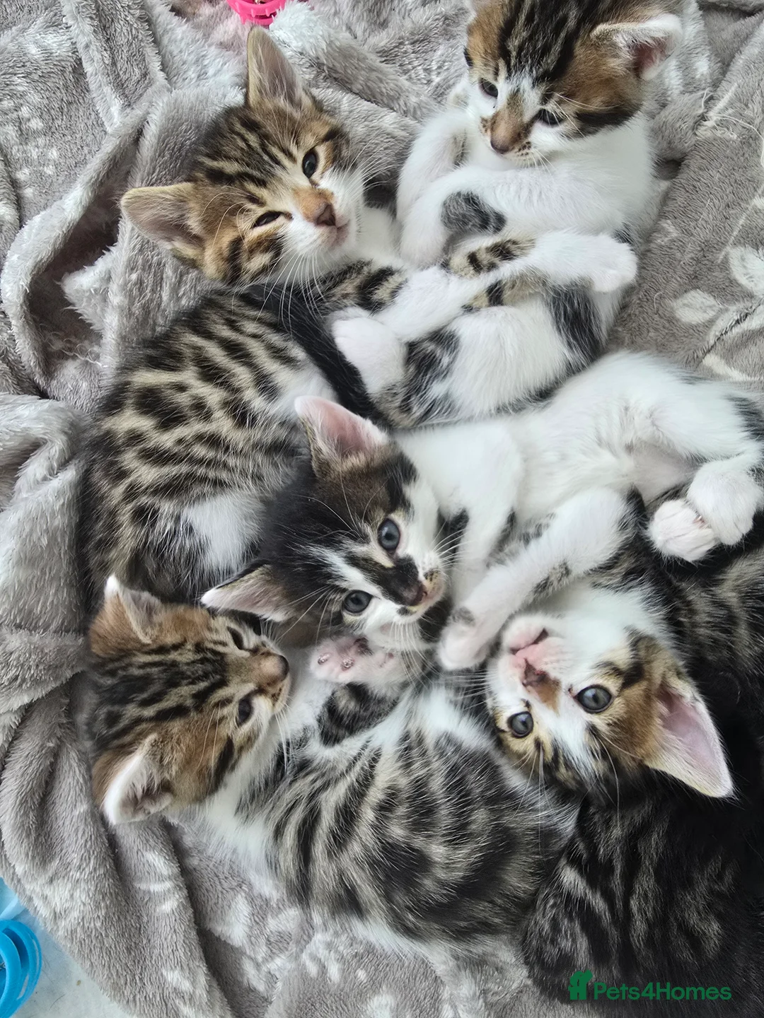 Bengal cats for sale: Bengal cross tabby Ready now in Croydon - Advert 3