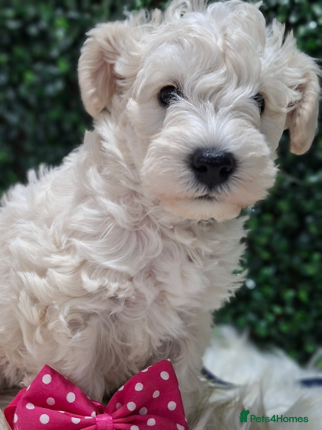 Mixed Breed dogs for sale: ✨ Exceptional Toy Schnoodle Puppies Available ✨ - Advert 14