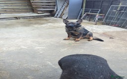 German Shepherd dogs for sale: German Shepherd puppies  - Image 10
