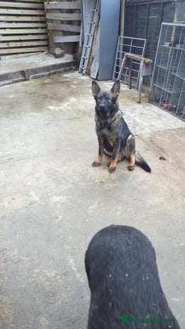 German Shepherd dogs - Advert 14