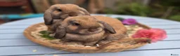 Mini Lop rabbits for sale: Two Mini lops and 4 Dwarf lops available - Advert 18