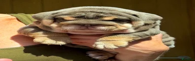 English Bulldog 3