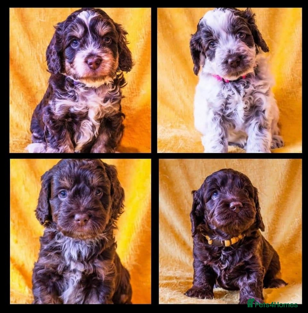 Miniature Poodle dogs for stud: KC registered miniature poodle stud in Bolton - Image 14