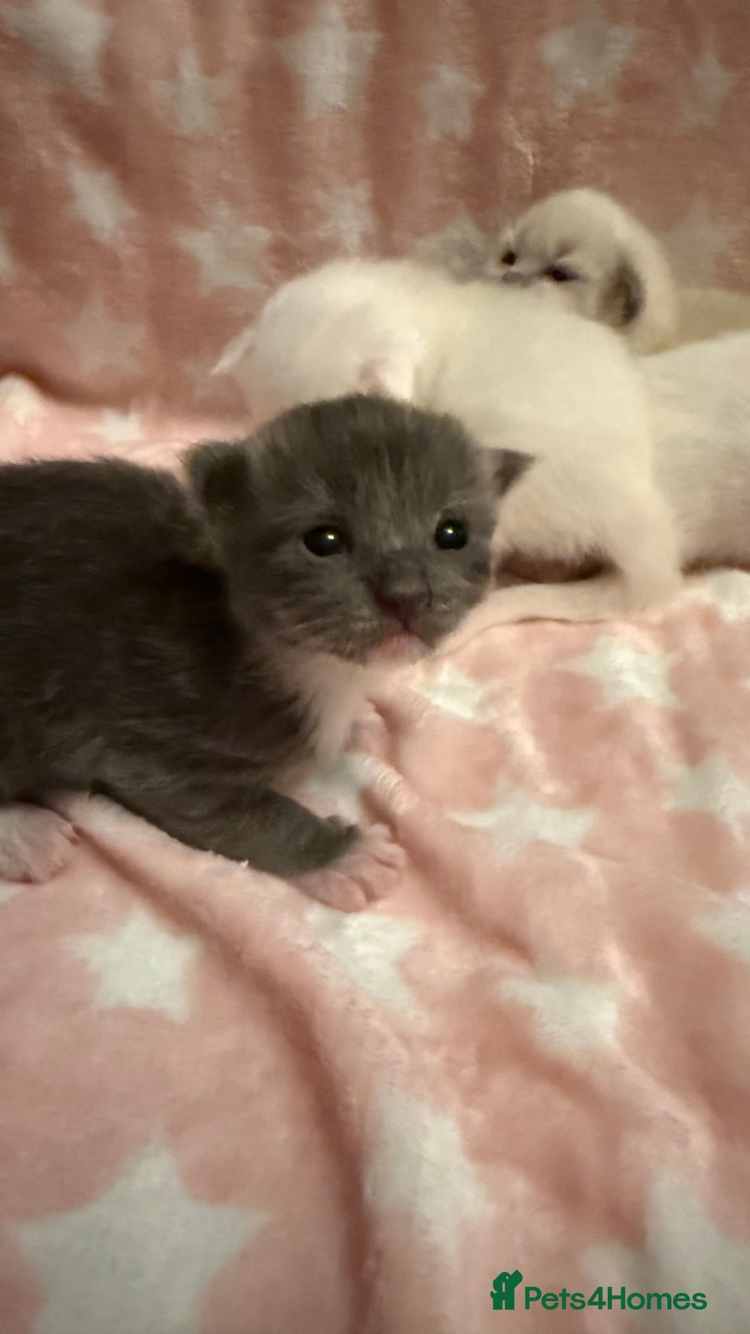 Ragdoll cats for sale: Stunning Ragdoll Kittens girl and boys  - Advert 25