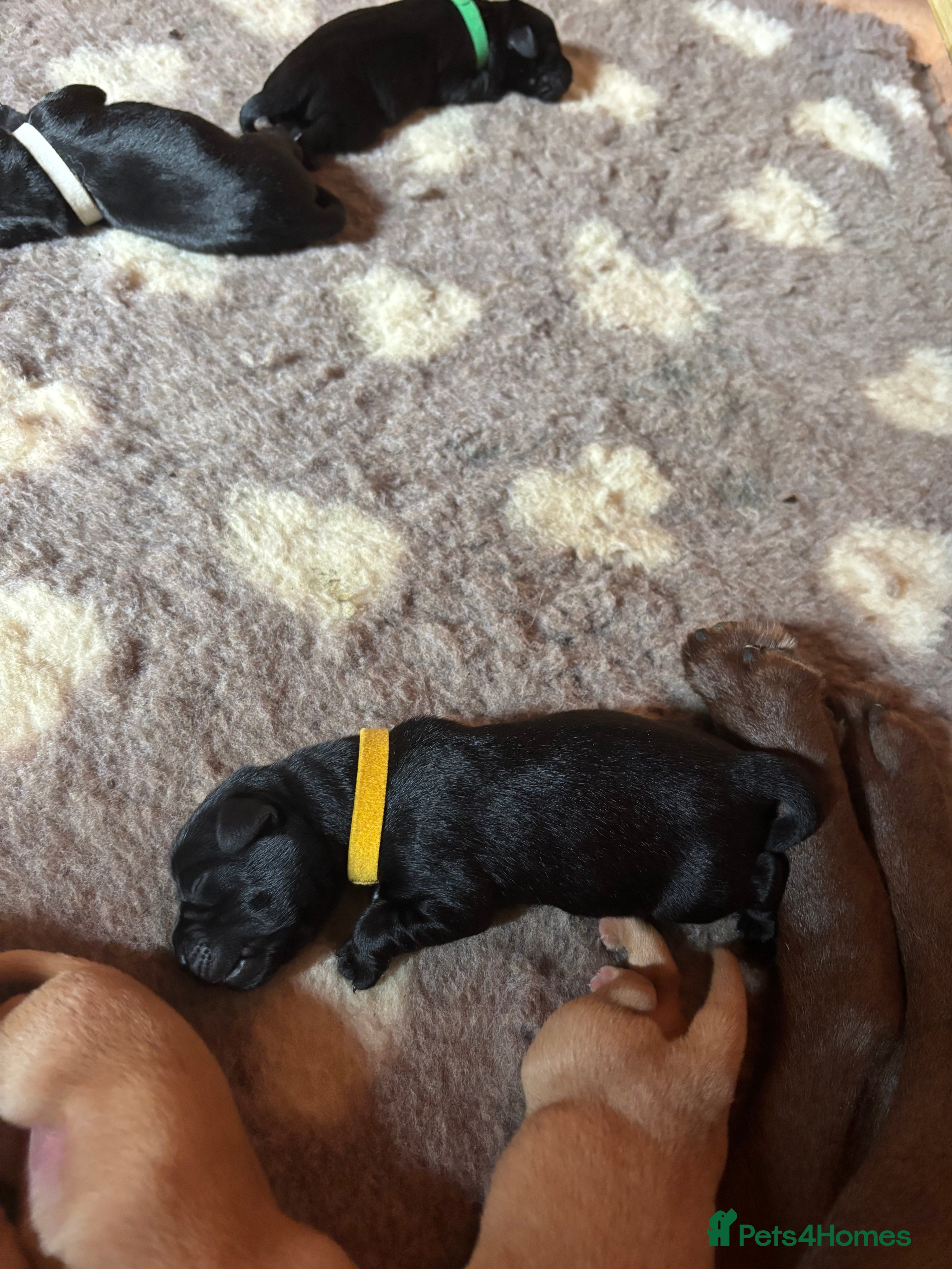 Labrador Retriever dogs Labrador Puppies For Sale! - Advert 2