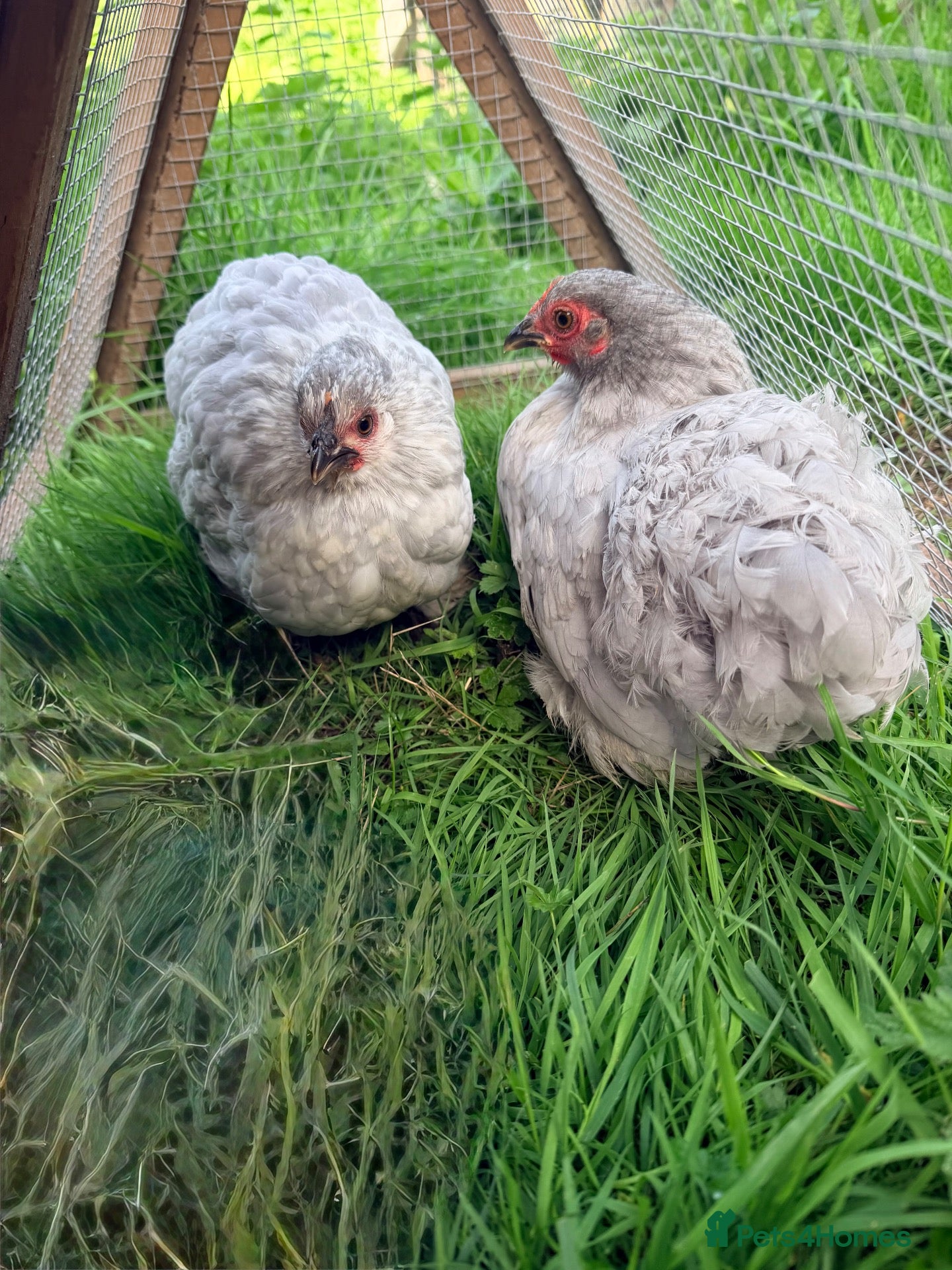 Chickens poultry 5 x Pekin Bantam Hens  - Advert 1