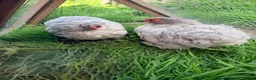 Chickens poultry for sale: 5 x Pekin Bantam Hens  - Advert 1