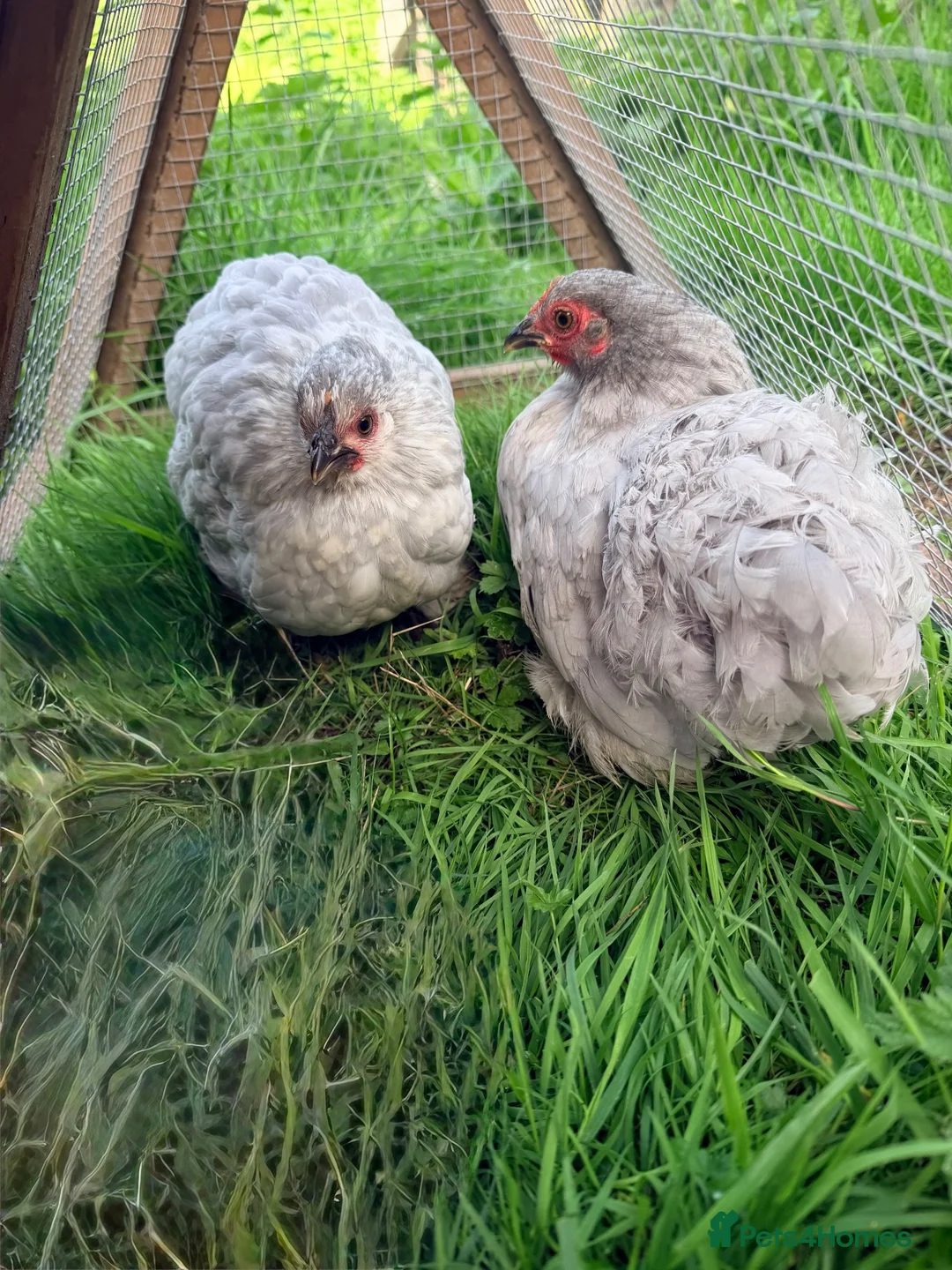 Chickens poultry for sale: 5 x Pekin Bantam Hens  - Advert 1