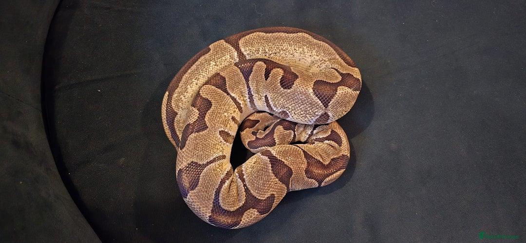 Python Snake reptiles for sale: 2 x royal ball pythons with complete set up - Image 7