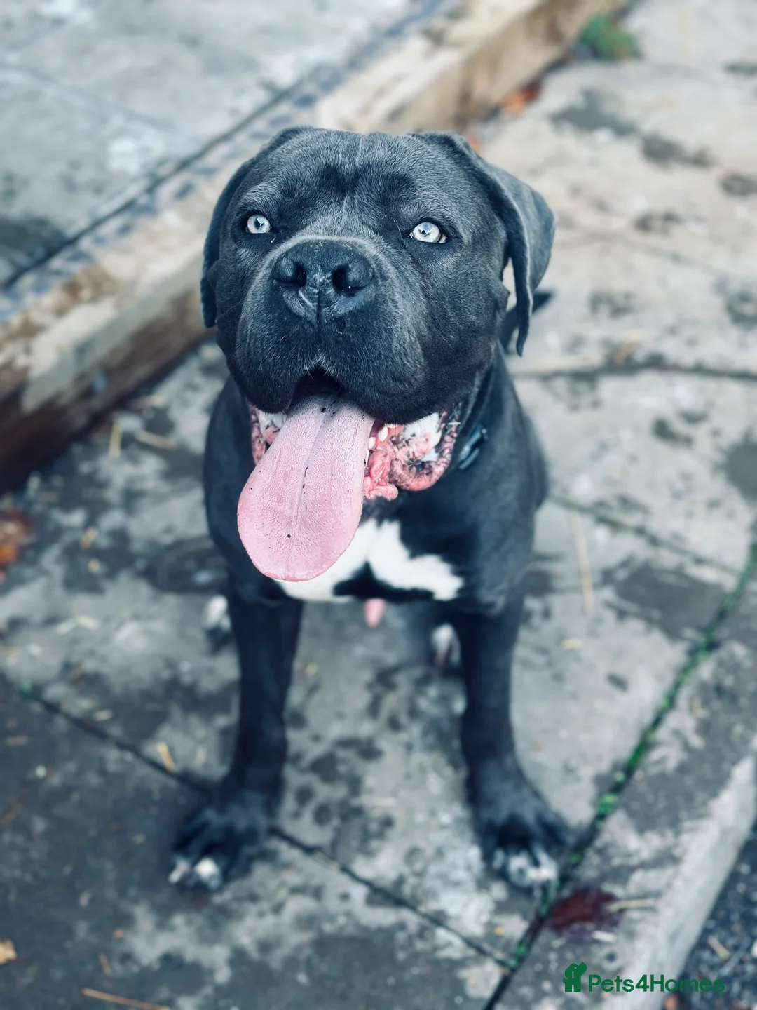 Cane Corso dogs for sale: Cane corso male  - Advert 1