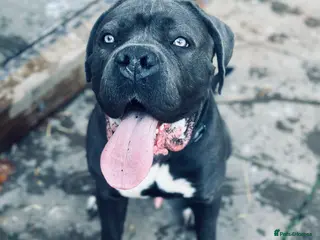 Cane Corso dogs Cane corso male - Advert 1