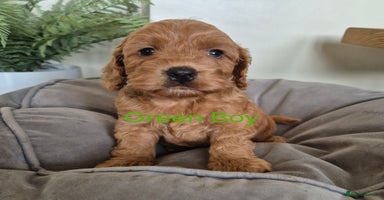 Cockapoo dogs - Advert 16