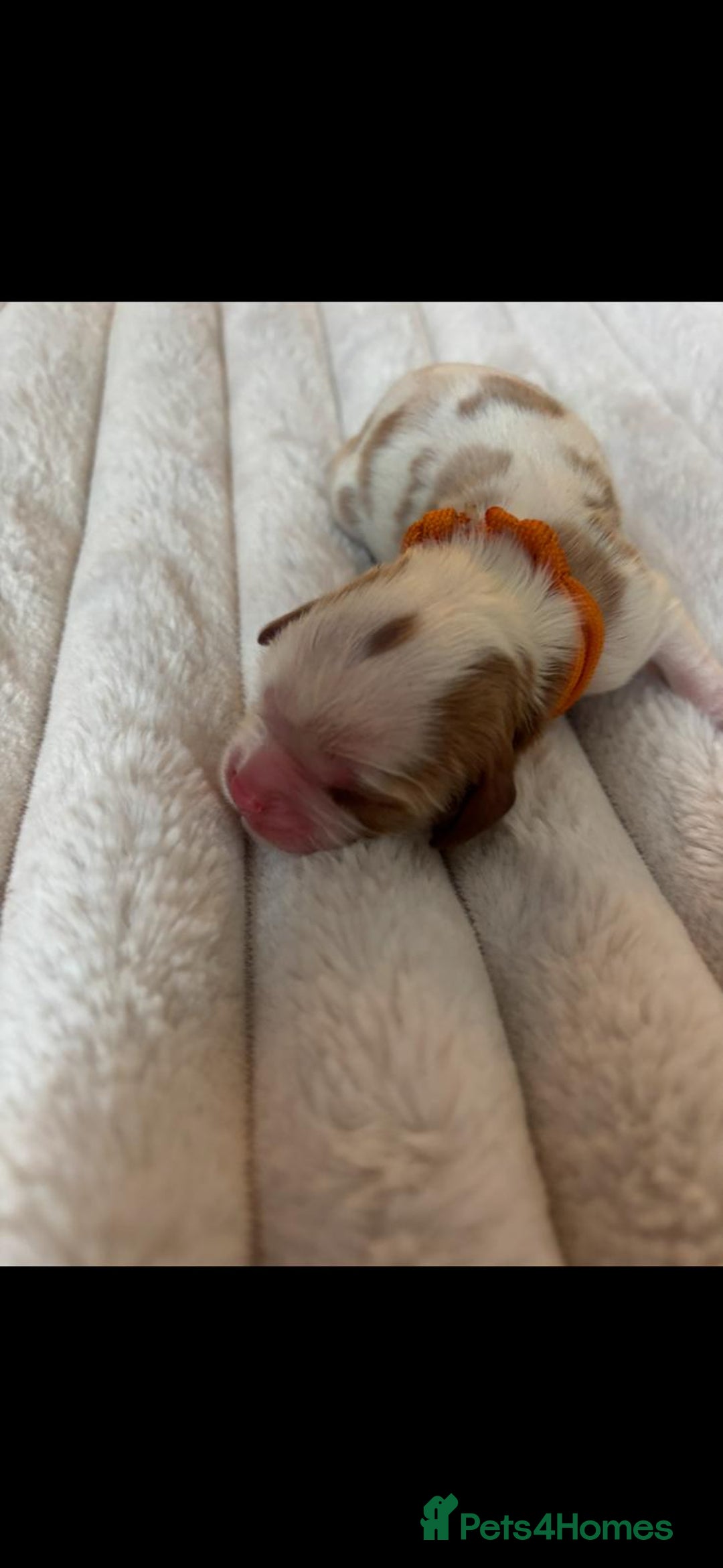 Cavalier King Charles Spaniel dogs for sale: KC REG CAVALIER KING CHARLES PUPPIES  - Image 2