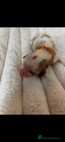Cavalier King Charles Spaniel dogs - Advert 4