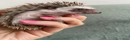 Pygmy Hedgehog rodents for sale: Ready now - Female Pygmy Hedgehog - Advert 19
