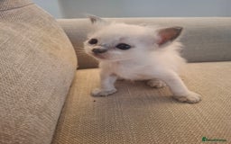 Ragdoll cats for sale: 🩵Blue Point KITTENS for sale!🩵 - Image 23