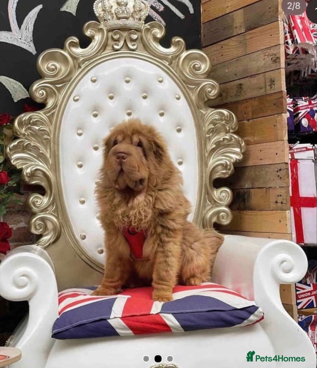 Shar Pei dogs Chocolate & tan bear coat king - Advert 1