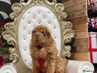 Shar Pei dogs Chocolate & tan bear coat king - Advert 4