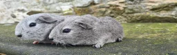 Guinea Pig rodents for sale: Californian and silver agouti baby guinea pigs. - Advert 12