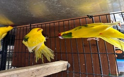 Parrots birds for sale: Beautiful Adorable Kakariki Talking Parrots - Image 23