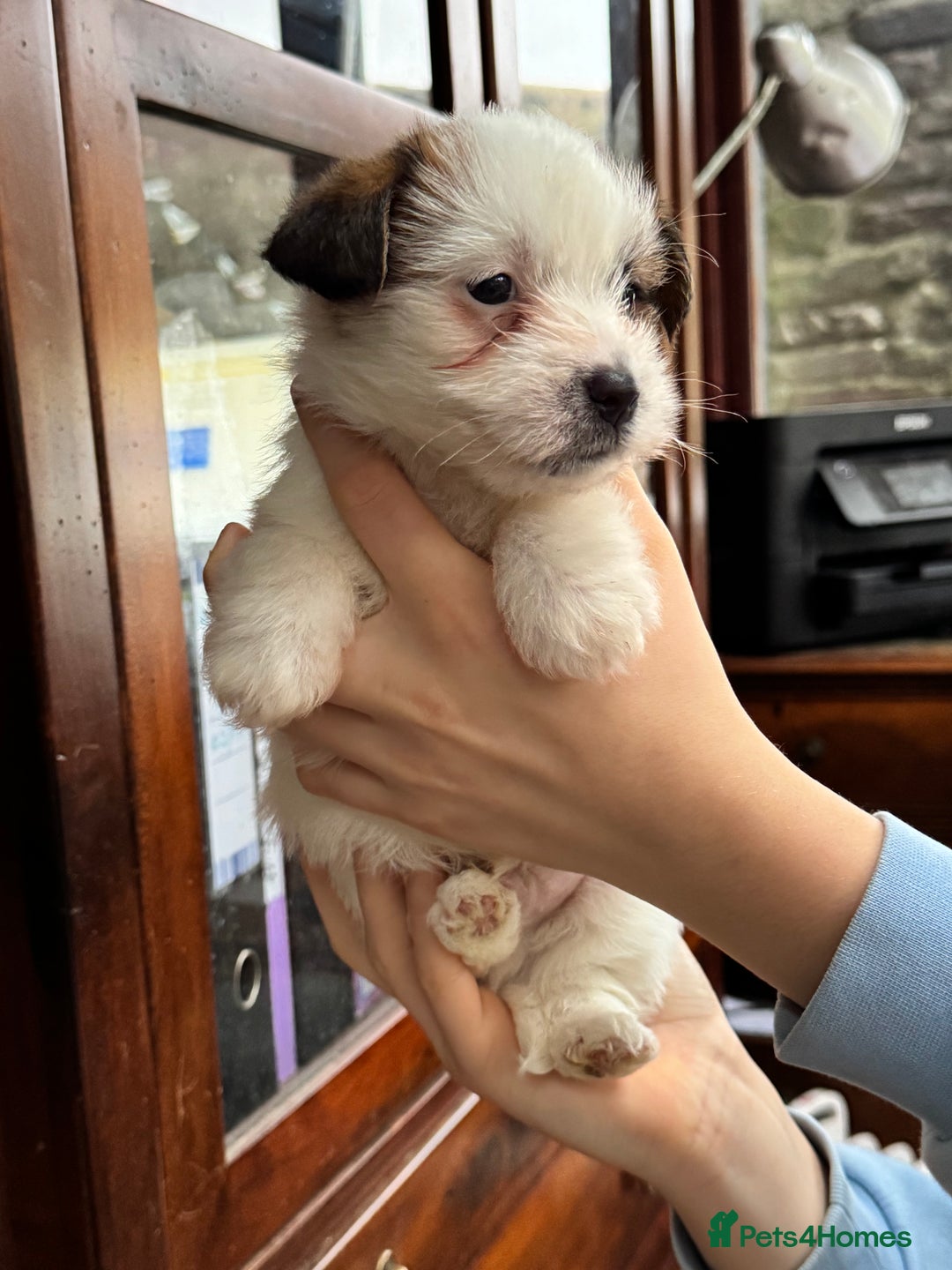 Jack Russell dogs for sale: KC registered rough coated JR pups - Advert 7