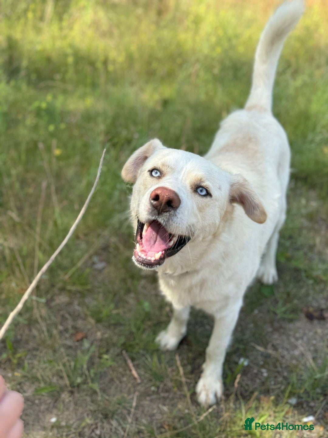 Labrador Retriever dogs for adoption: Blue – Labrador Retriever (Male) - Advert 5