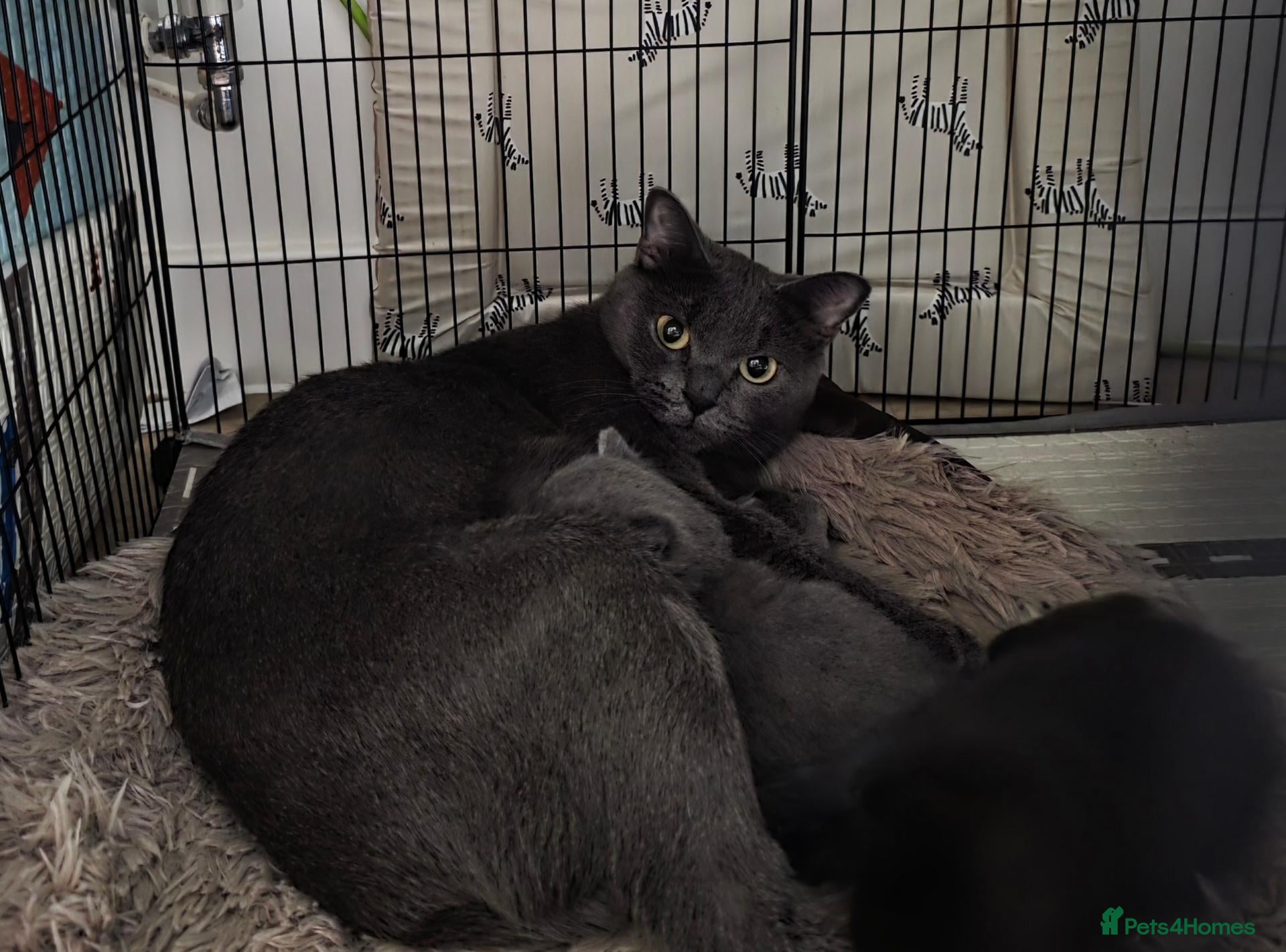 Russian Blue cats Russian blue mixed  - Advert 1