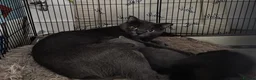 Russian Blue cats for sale: Russian blue mixed  - Advert 1